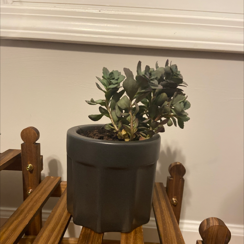 Potted Sedum treleasei plant on a wooden stand, healthy with no visible discoloration.