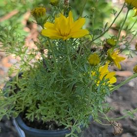 Photo of the plant species Crown Daisy by @FelicitousIvy named Beckham on Greg, the plant care app