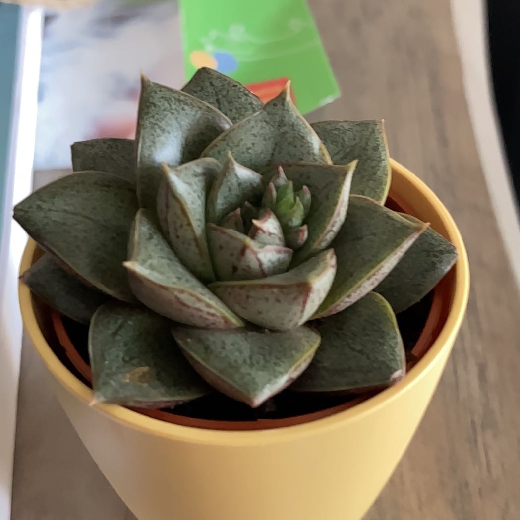 Photo of the plant species Graptopetalum purpusorum by @AscendantPokaka named ChloroPhil on Greg, the plant care app