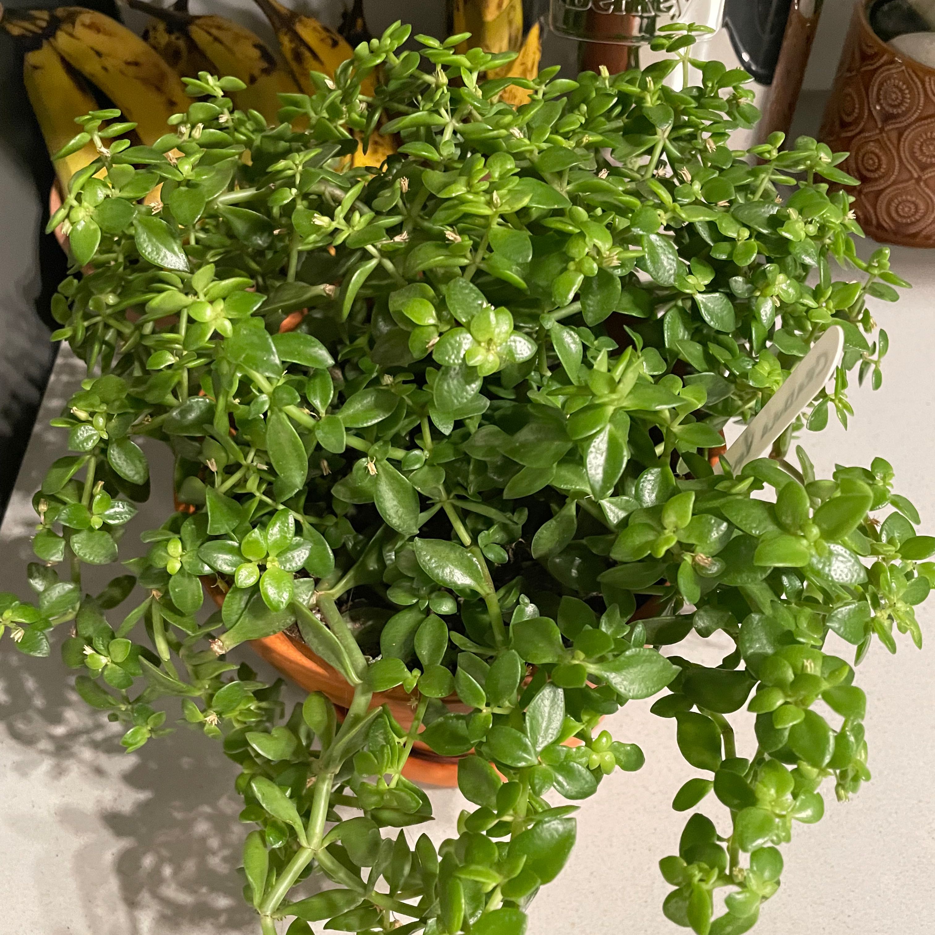 Photo of the plant species Crassula volkensii by @LeadSandsedge named Shiva on Greg, the plant care app