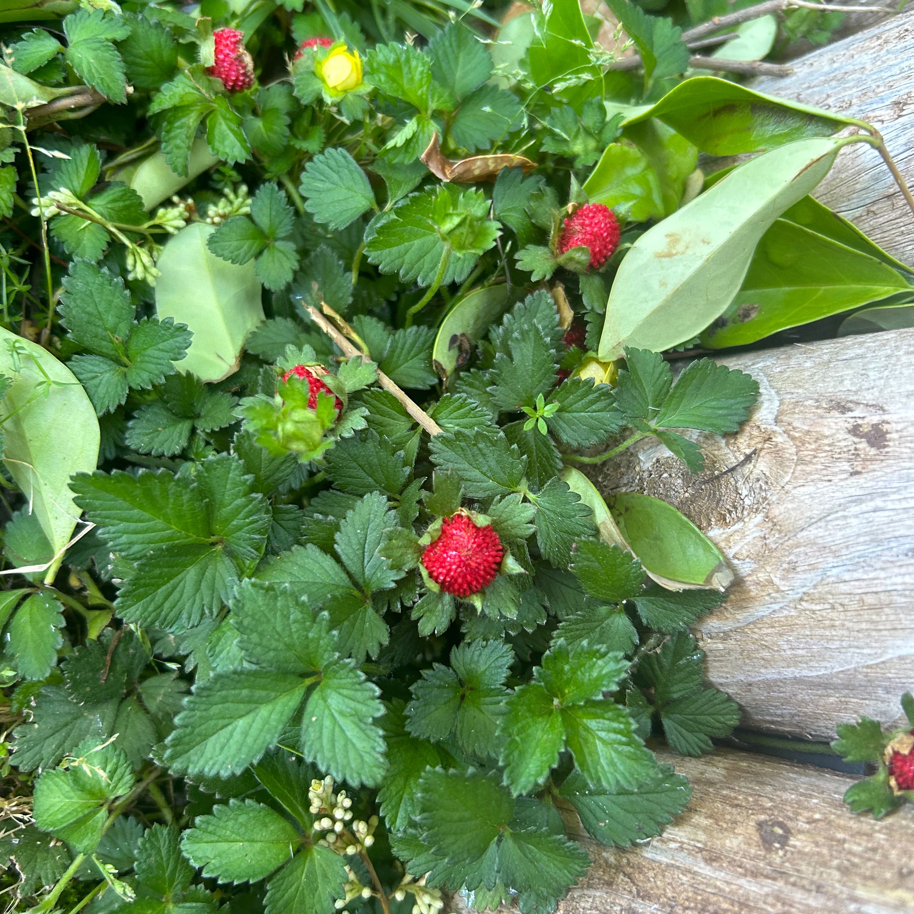 Mock Strawberry plant with green leaves and red, berry-like fruits among wooden planks.