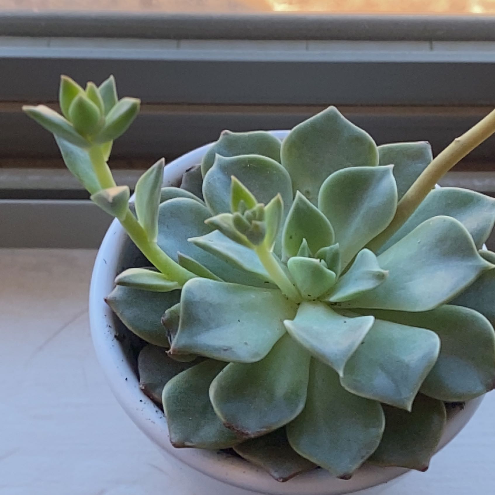 Healthy Taciveria 'Tasha' succulent in a small pot on a windowsill.
