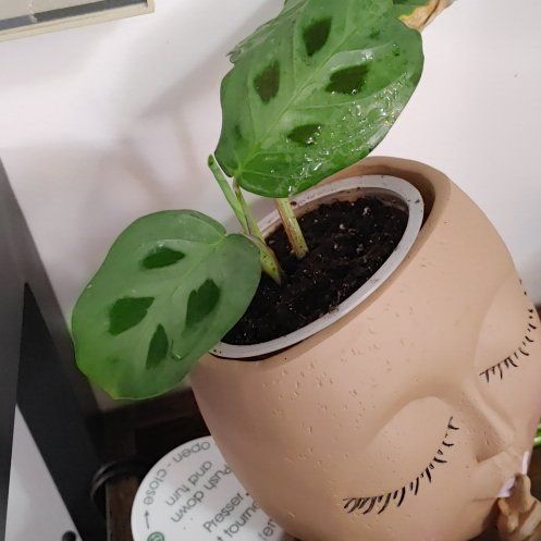 Photo of the plant species Rabbit Tracks by @BuffCliantro named Gomez on Greg, the plant care app