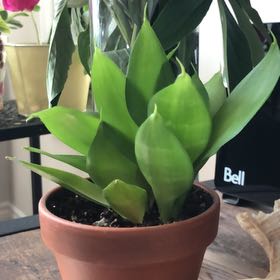 Plant care for Tower Thai on Greg, the plant care app