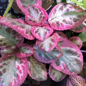 Photo of the plant species Episcia 'Pink Brocade' by @TrueRhodotus named Rosie on Greg, the plant care app