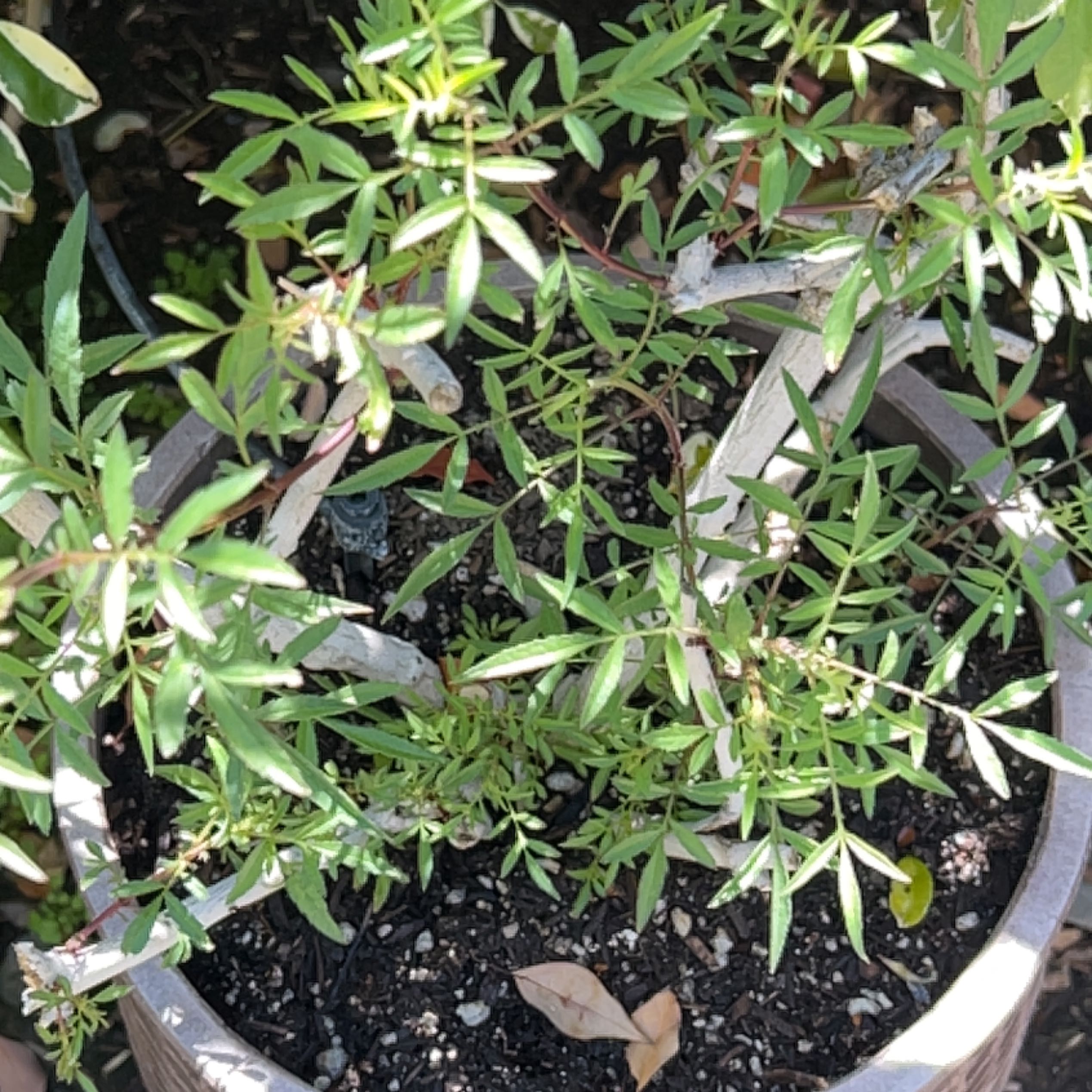 Photo of the plant species Lemmon's marigold by @BigCordmoss named Tree Diddy on Greg, the plant care app