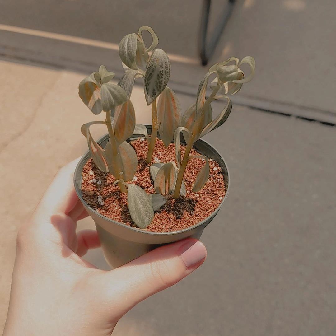 Photo of the plant species Peperomia trinervis by @RandomEggroll named Oliver (rip) on Greg, the plant care app