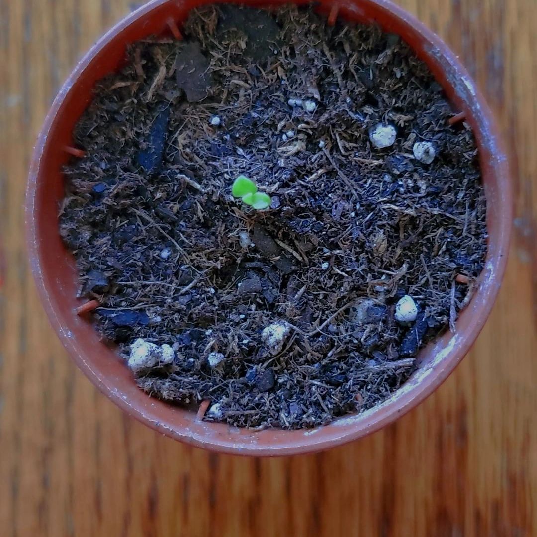 Photo of the plant species String of Dolphins by @RandomEggroll named Cheese (rip) on Greg, the plant care app