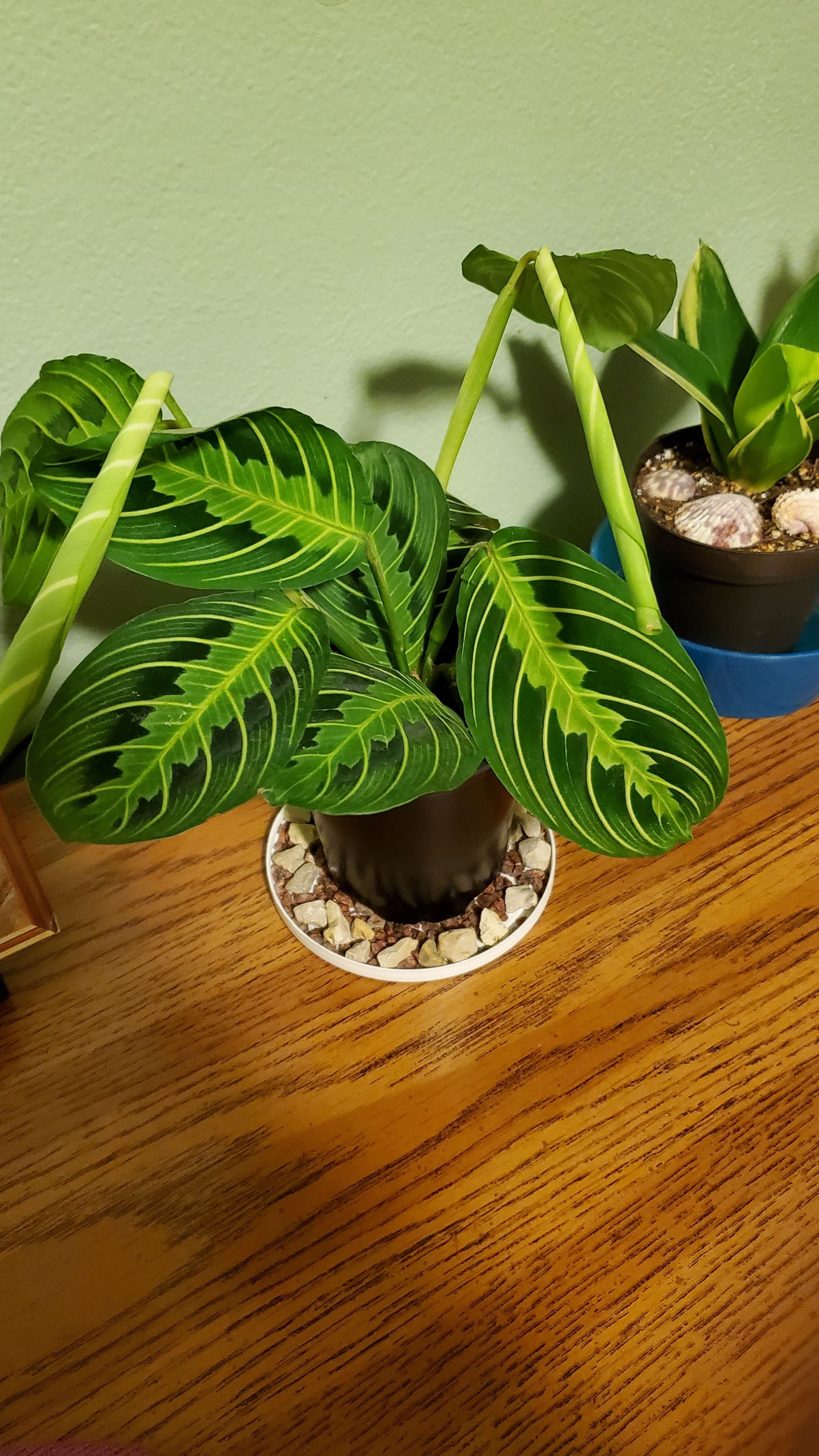 Prayer plant droop?