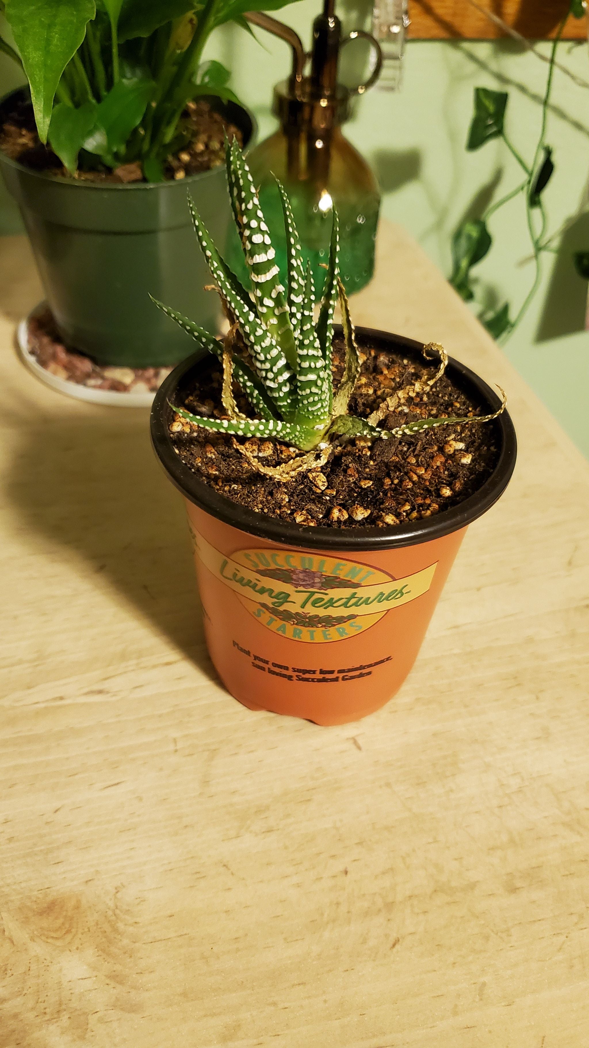 Zebra plant wilting?