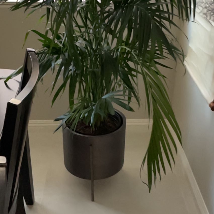 Healthy Kentia Palm with vibrant green arching fronds in a dark planter, sitting indoors on a white surface.