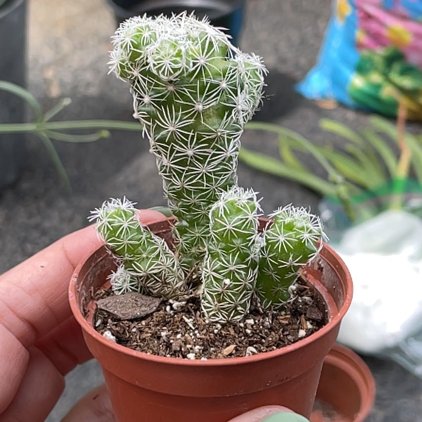 Coryphantha erecta cactus in a small pot with visible soil and white spines.