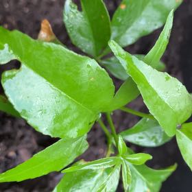 Photo of the plant species Japanese Spindle by @JoysomePinoak named Marley on Greg, the plant care app
