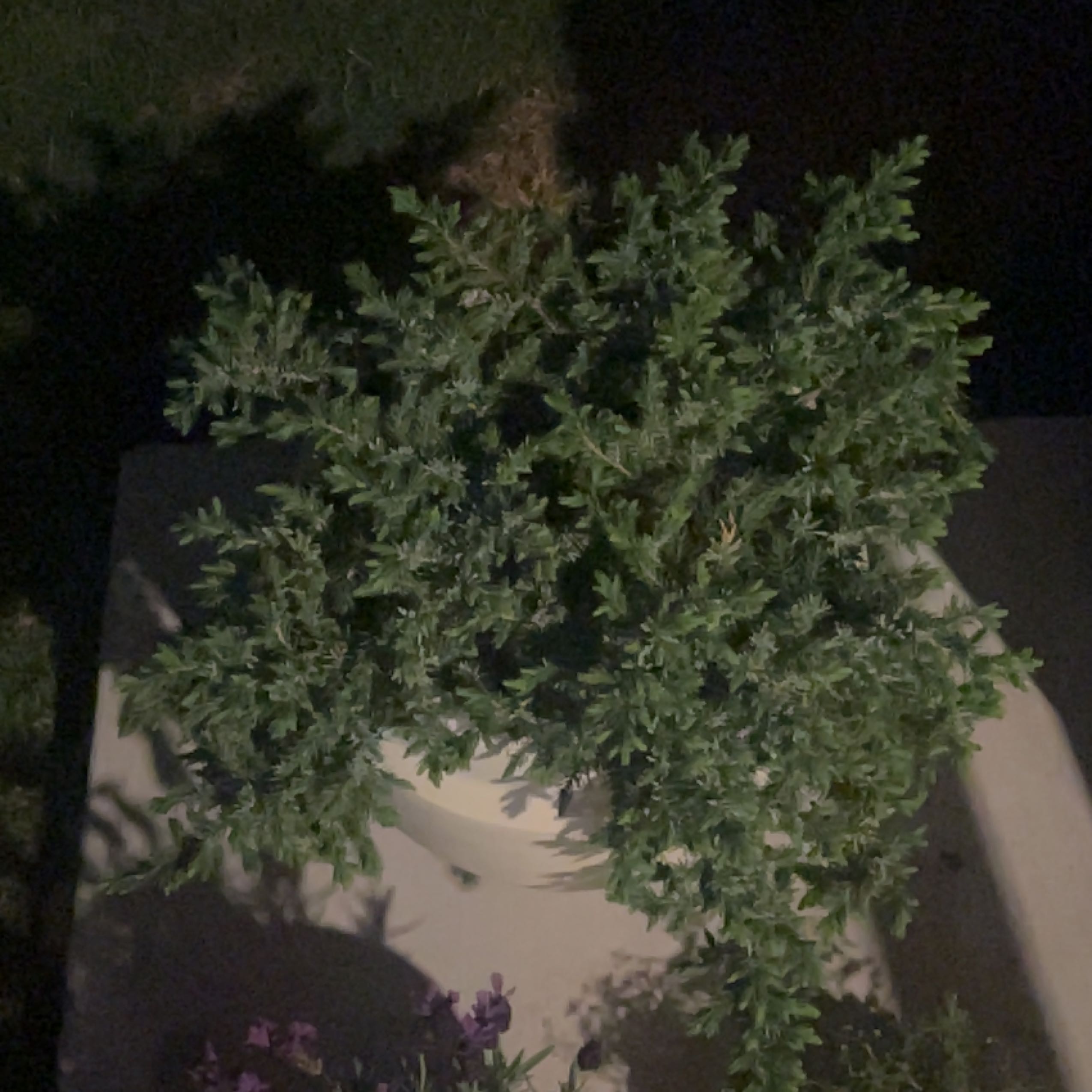 Photo of the plant species Blue Pacific Shore Juniper by @DollSandcarpet named Homer on Greg, the plant care app