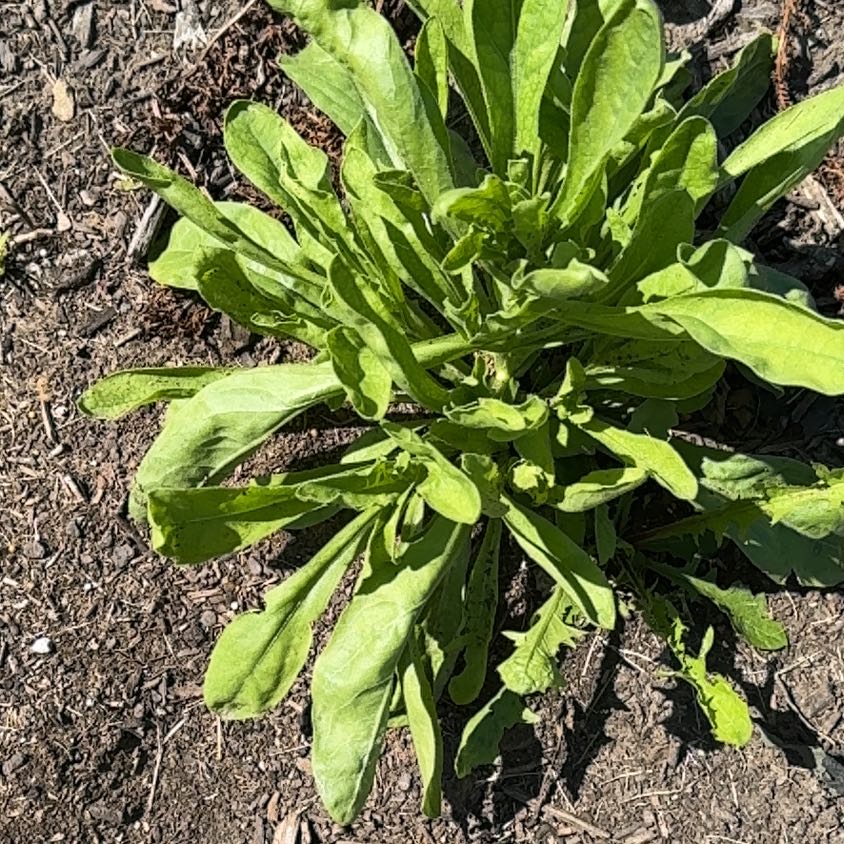 Photo of the plant species Common Shootingstar by @CozyDidelta named Tolkien on Greg, the plant care app