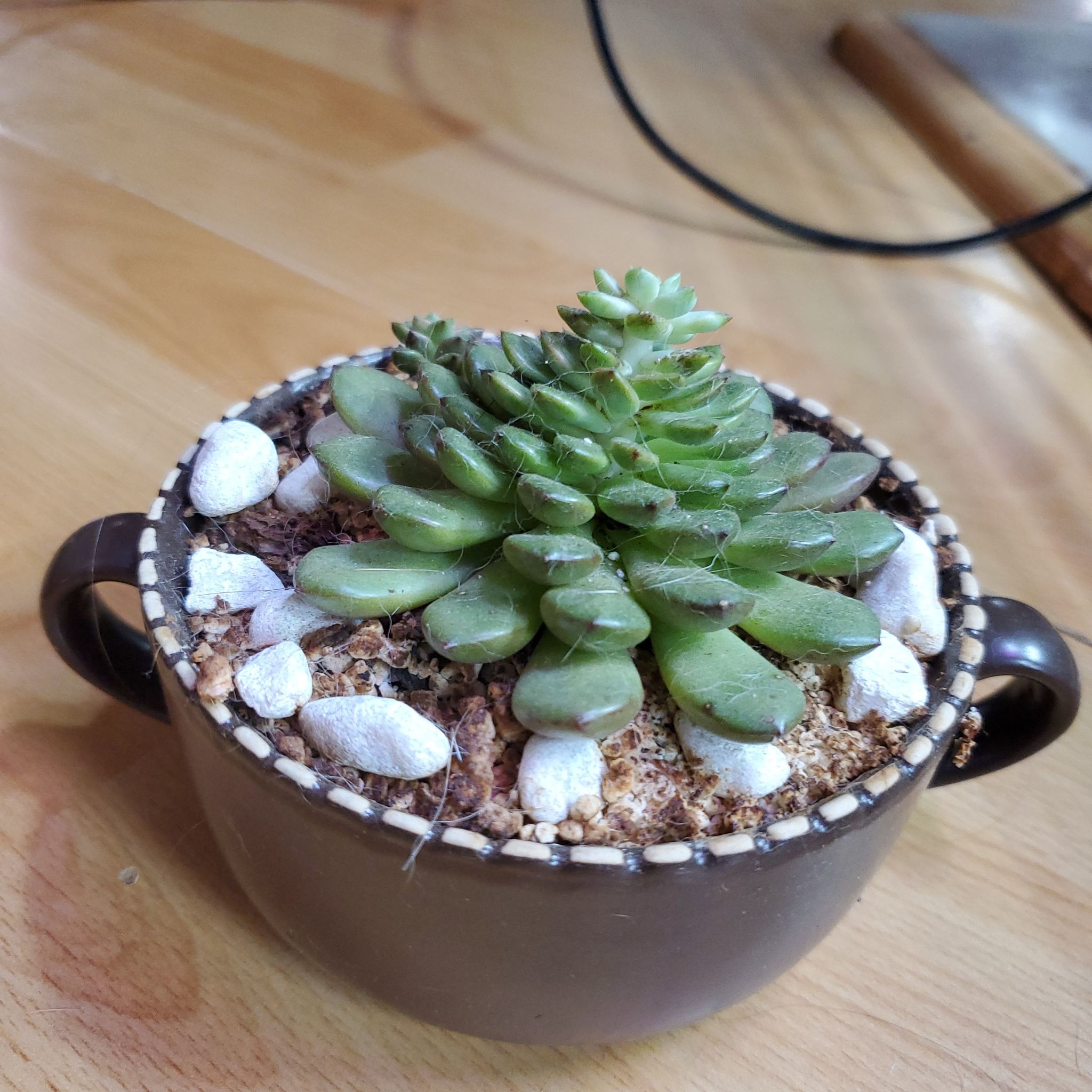 Graptoveria 'Bashful™' succulent in a small pot with white stones.