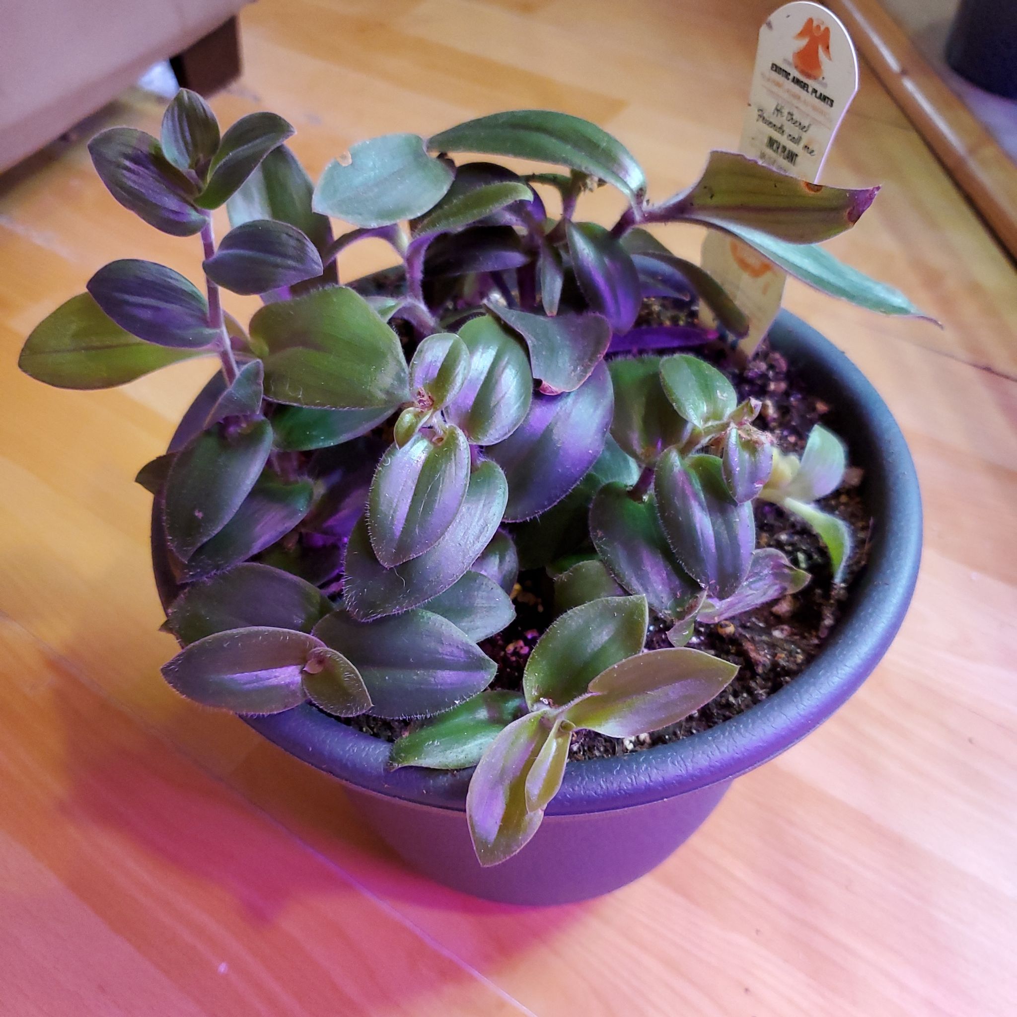 Photo of the plant species Tradescantia Zebrina by @plantabulous named tradescantia zebrina on Greg, the plant care app