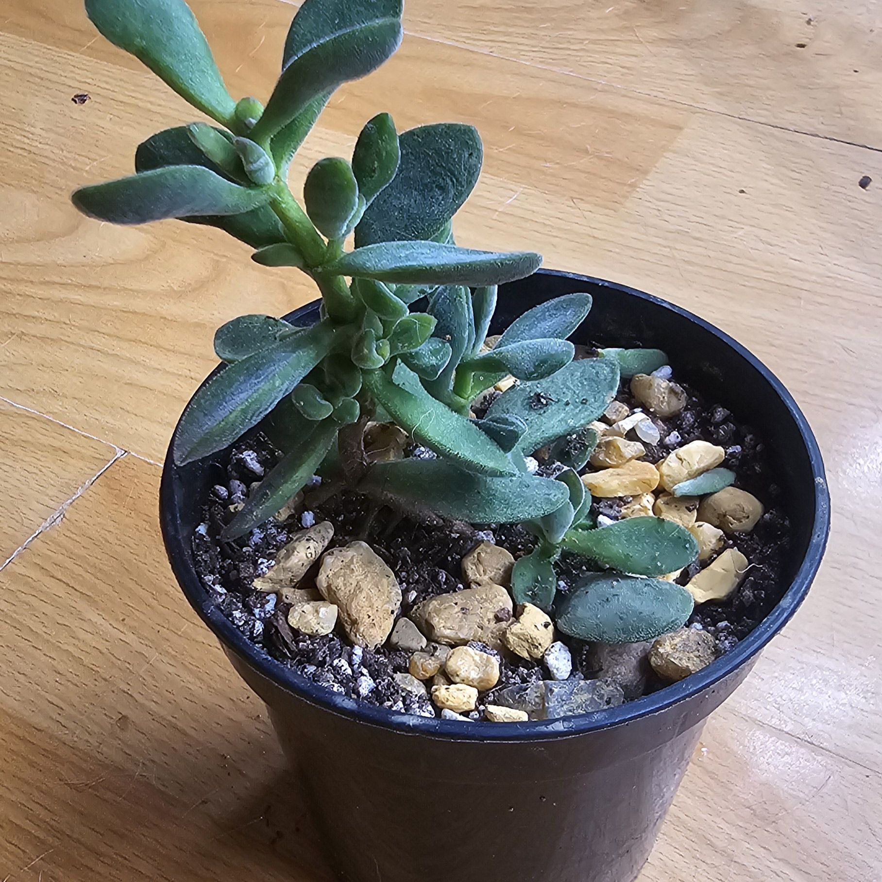 Photo of the plant species Crassula congesta 'Green Beans' by @plantabulous named Crassula "Green Bean' on Greg, the plant care app