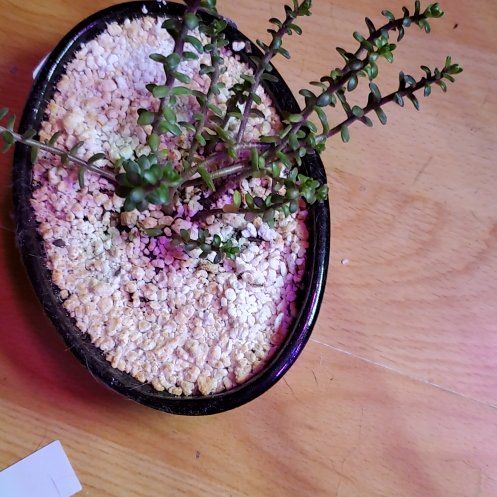 Photo of the plant species Sedum oaxacanum by @plantabulous named Sedum oaxacanum on Greg, the plant care app