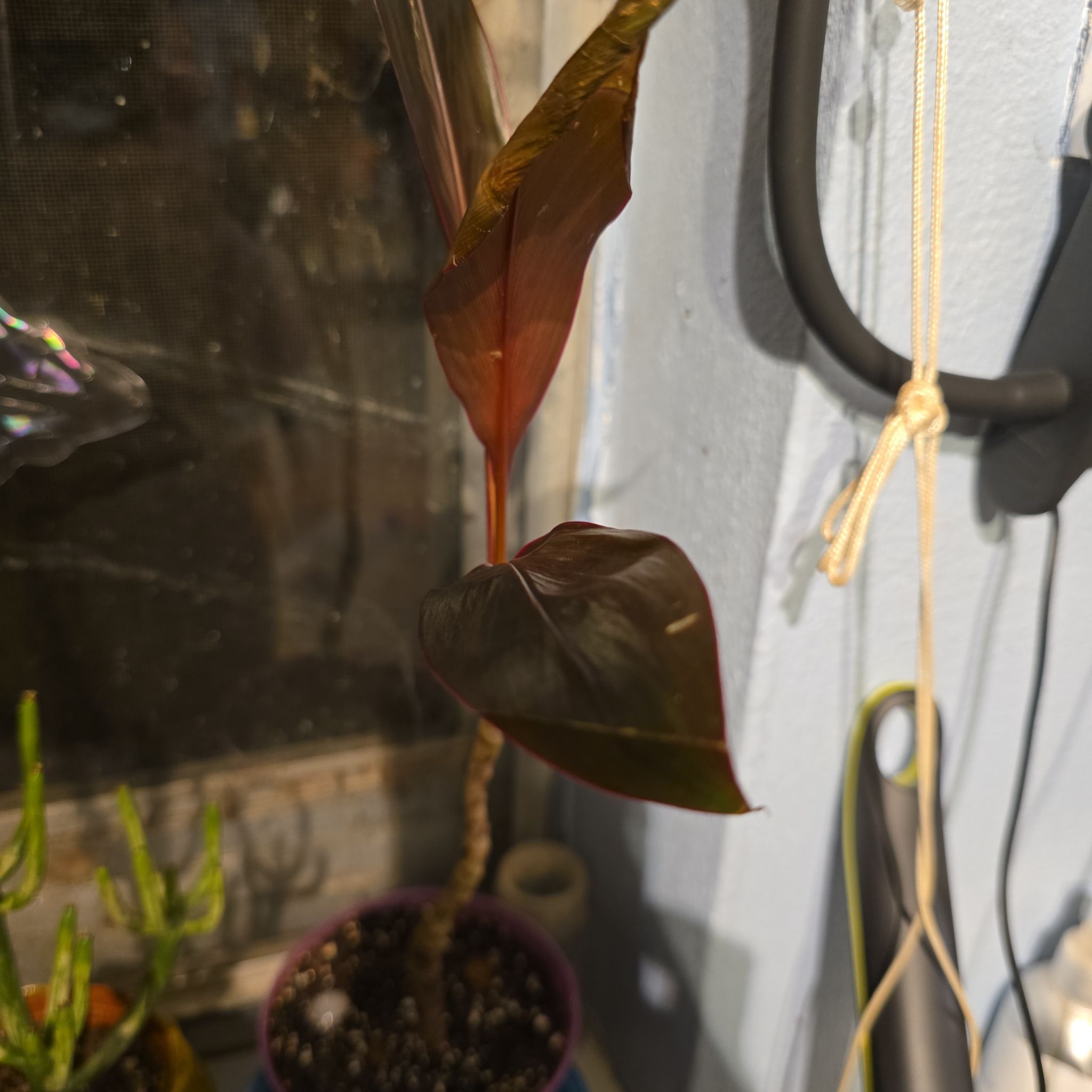 Photo of the plant species Cordyline 'Red Sister' by @madwonaninattik named Kesha on Greg, the plant care app
