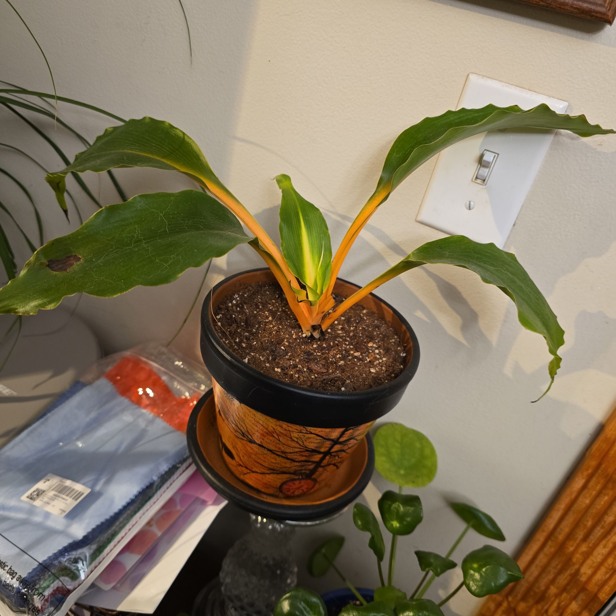 Photo of the plant species Chlorophytum 'Fire Flash' by @madwonaninattik named Orange Juice on Greg, the plant care app