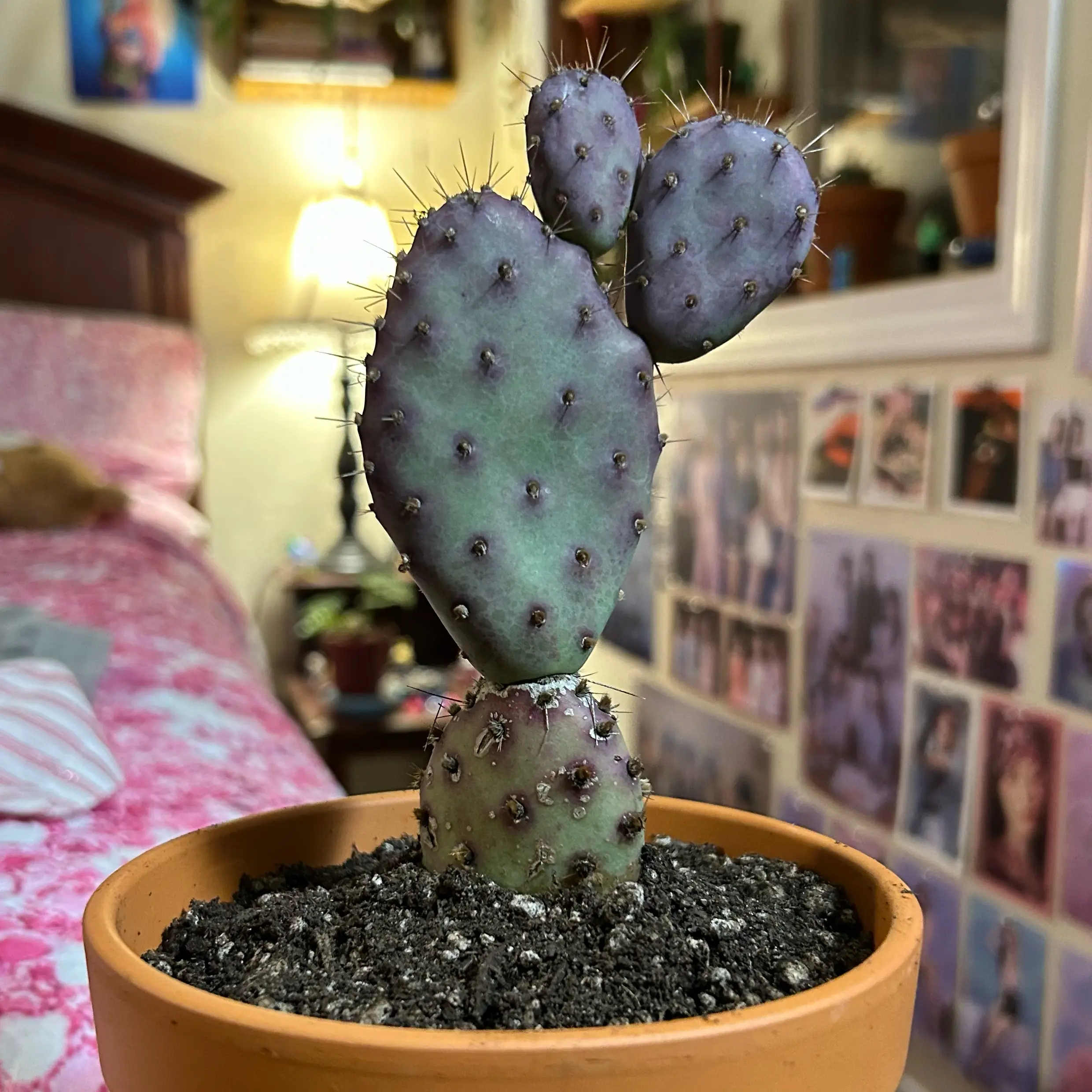 Photo of the plant species Opuntia 'Baby Rita' by @pixelplants named Yung Lean on Greg, the plant care app