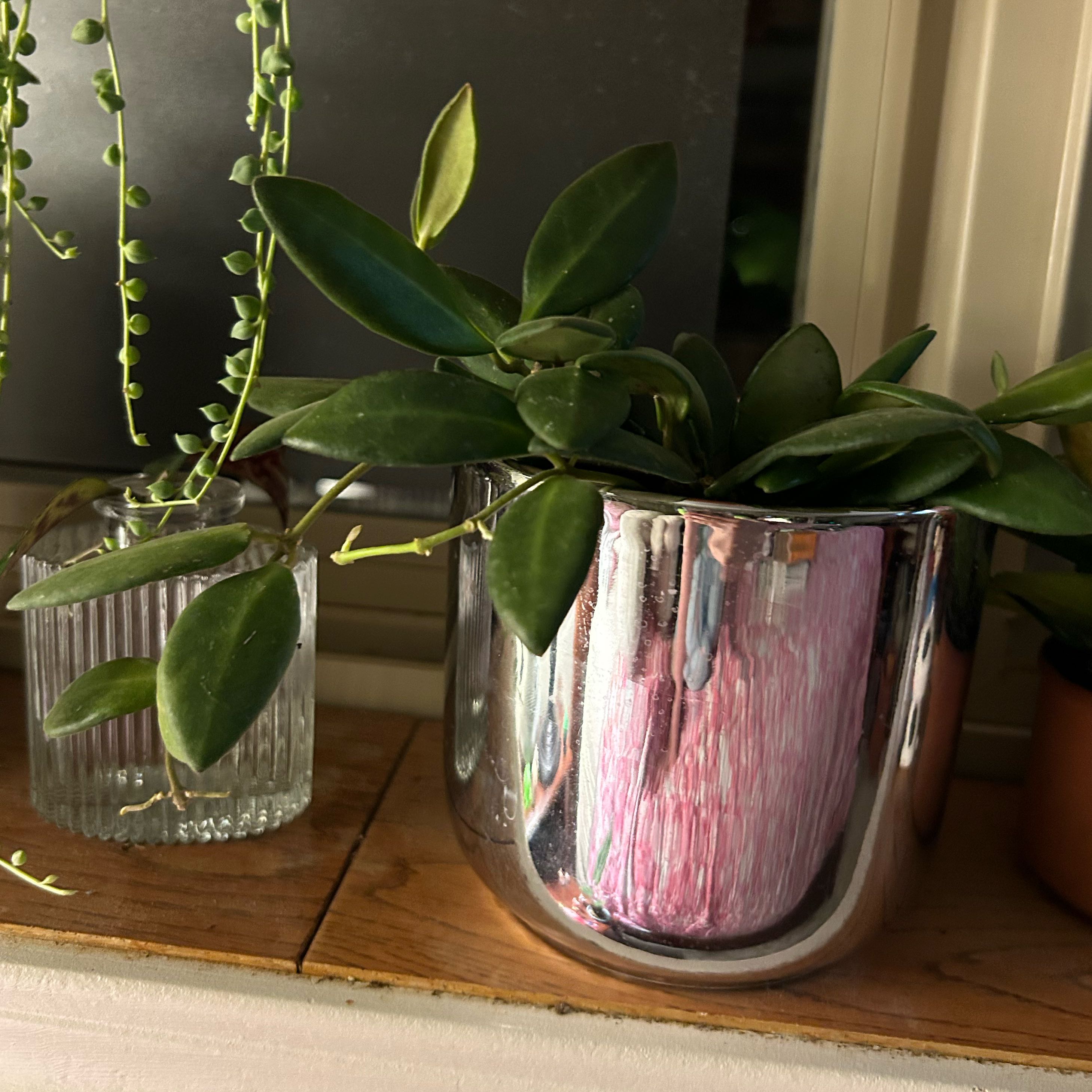 Photo of the plant species Hoya bilobata by @pixelplants named Myki Meeks on Greg, the plant care app
