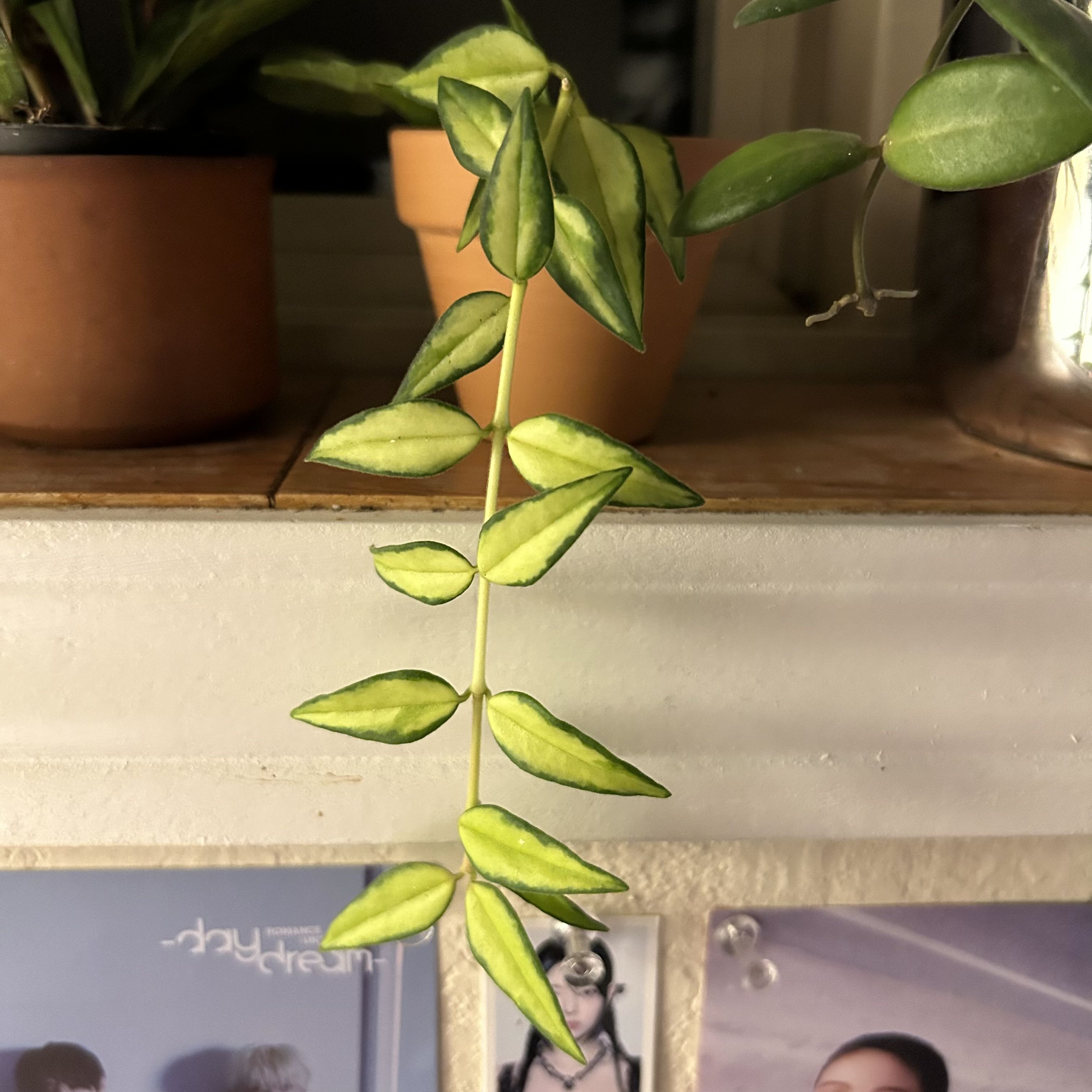 Photo of the plant species Hoya Bella Luis Bois by @pixelplants named itzy bitzy on Greg, the plant care app