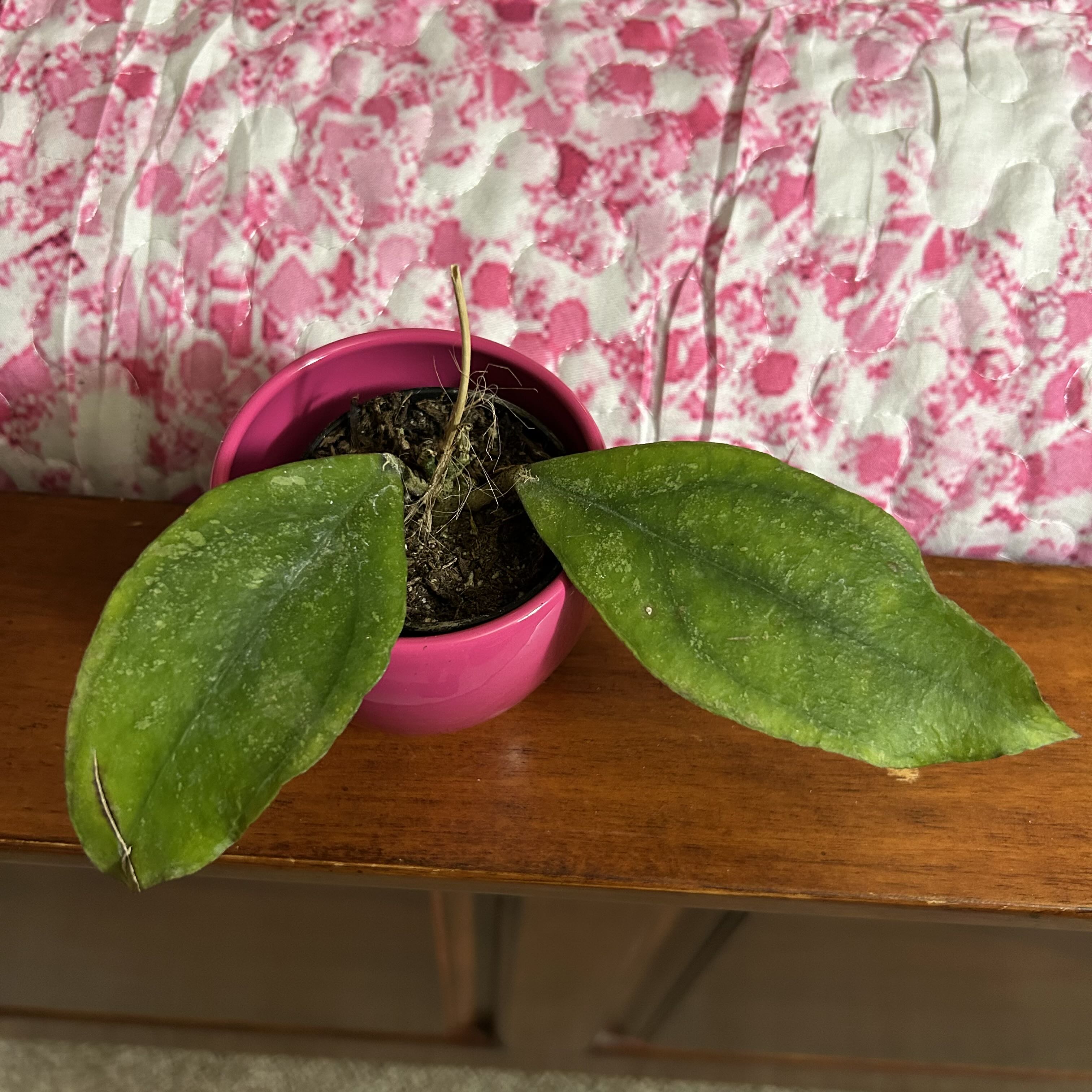 Photo of the plant species Hoya Chicken Farm by @pixelplants named Clamantha on Greg, the plant care app