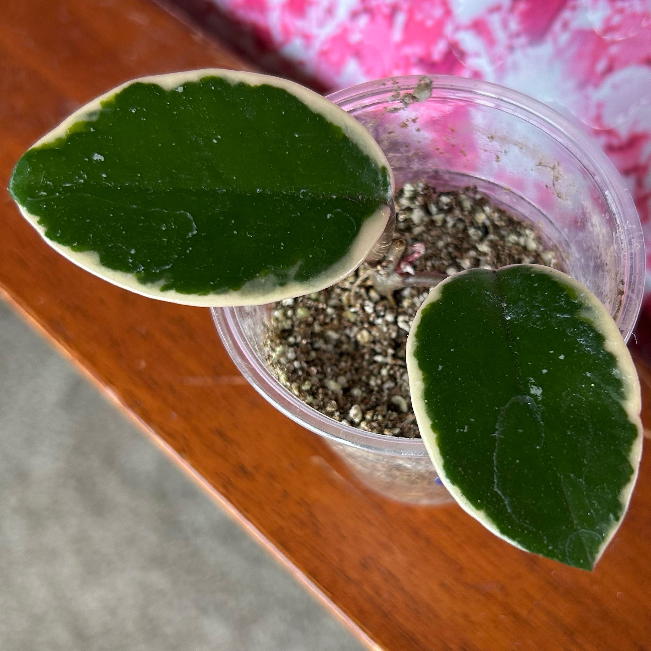 Photo of the plant species Hoya 'Purple Pride' by @pixelplants named Girlfrond on Greg, the plant care app