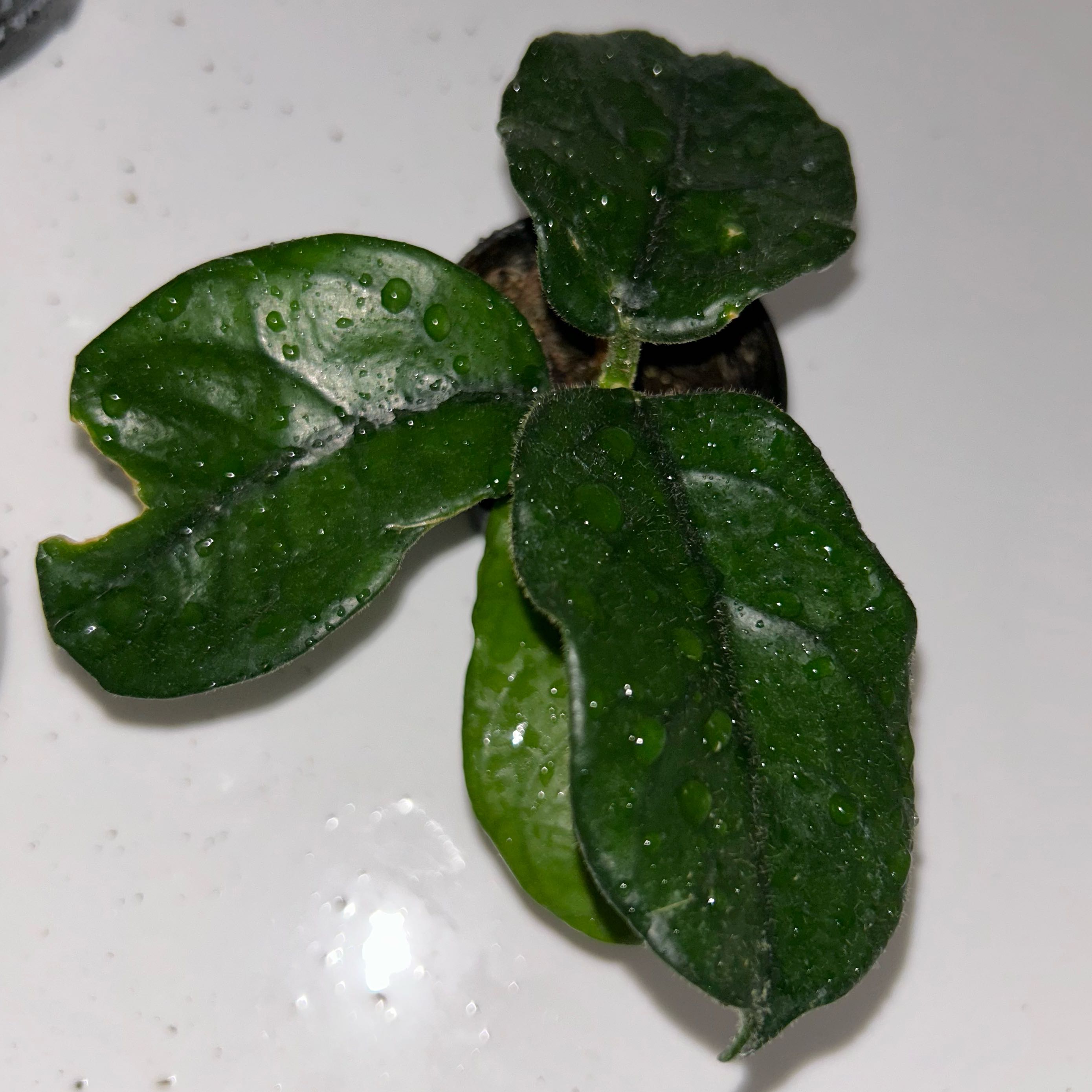 Photo of the plant species Hoya globulosa by @pixelplants named Corduroy on Greg, the plant care app