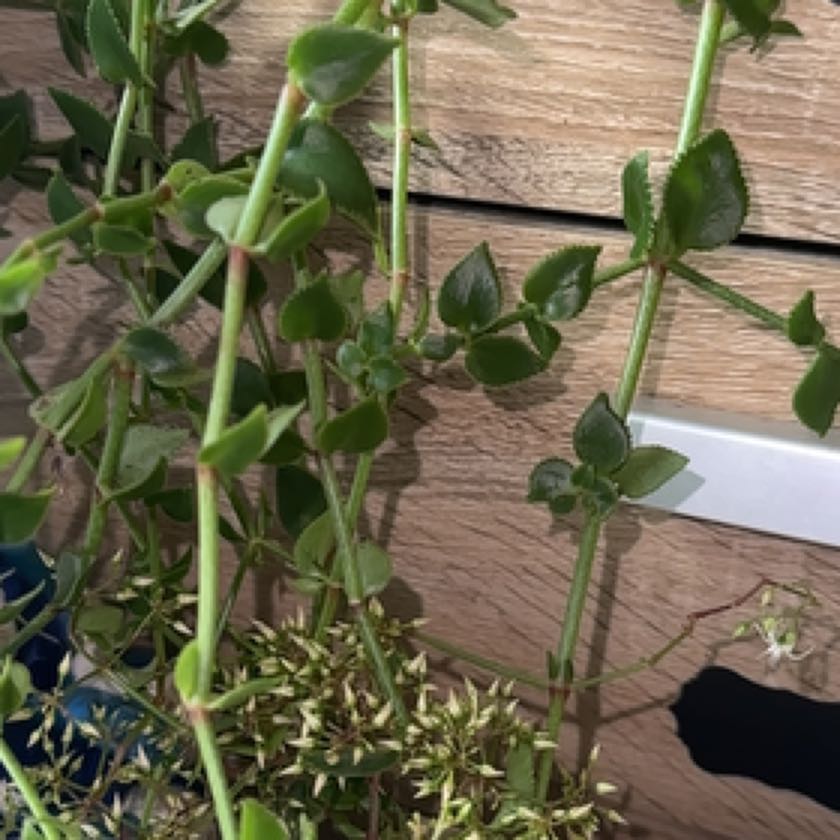 Photo of the plant species Wild Madder by @AceCoralaloe named Mollie on Greg, the plant care app