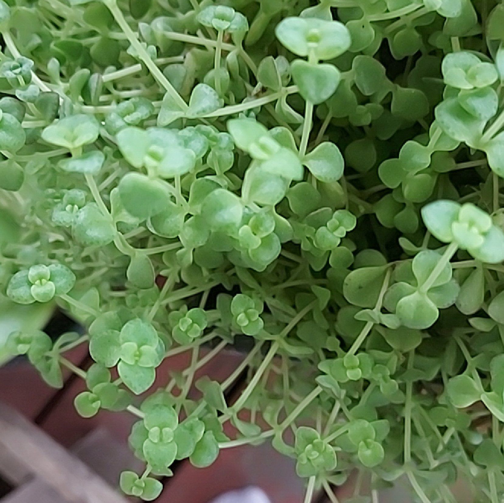 Close-up of a healthy Woodland Stonecrop plant with vibrant green leaves.