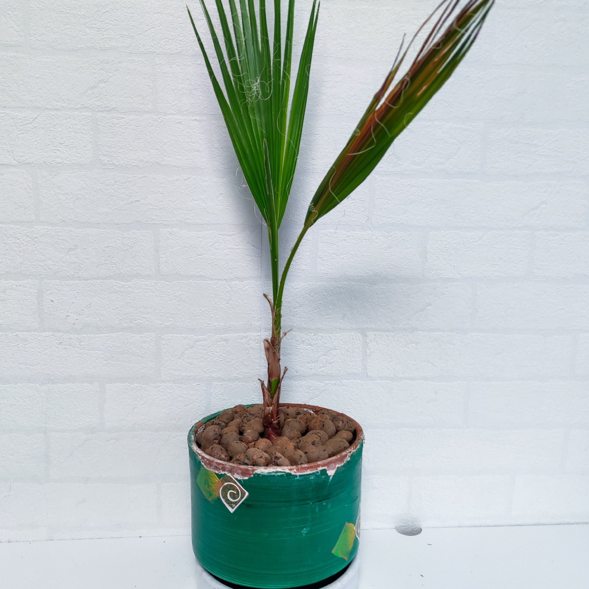 Young Mexican Fan Palm in a pot with some browning on one frond.