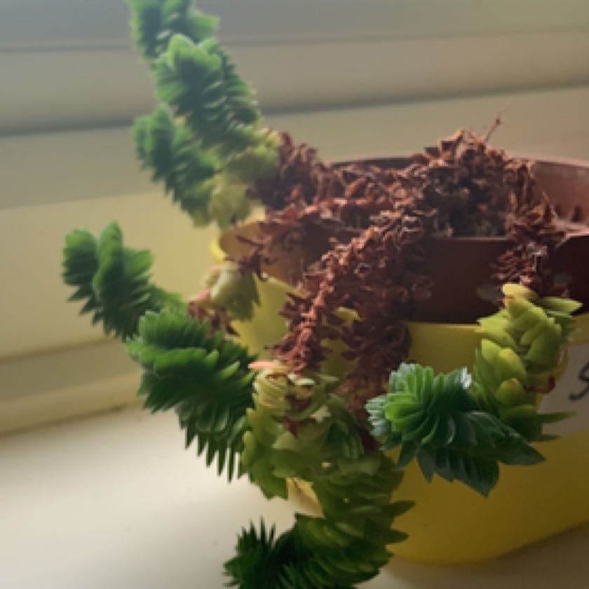 Photo of the plant species Crassula 'Estagnol' by @PeakSedge named Sgon on Greg, the plant care app