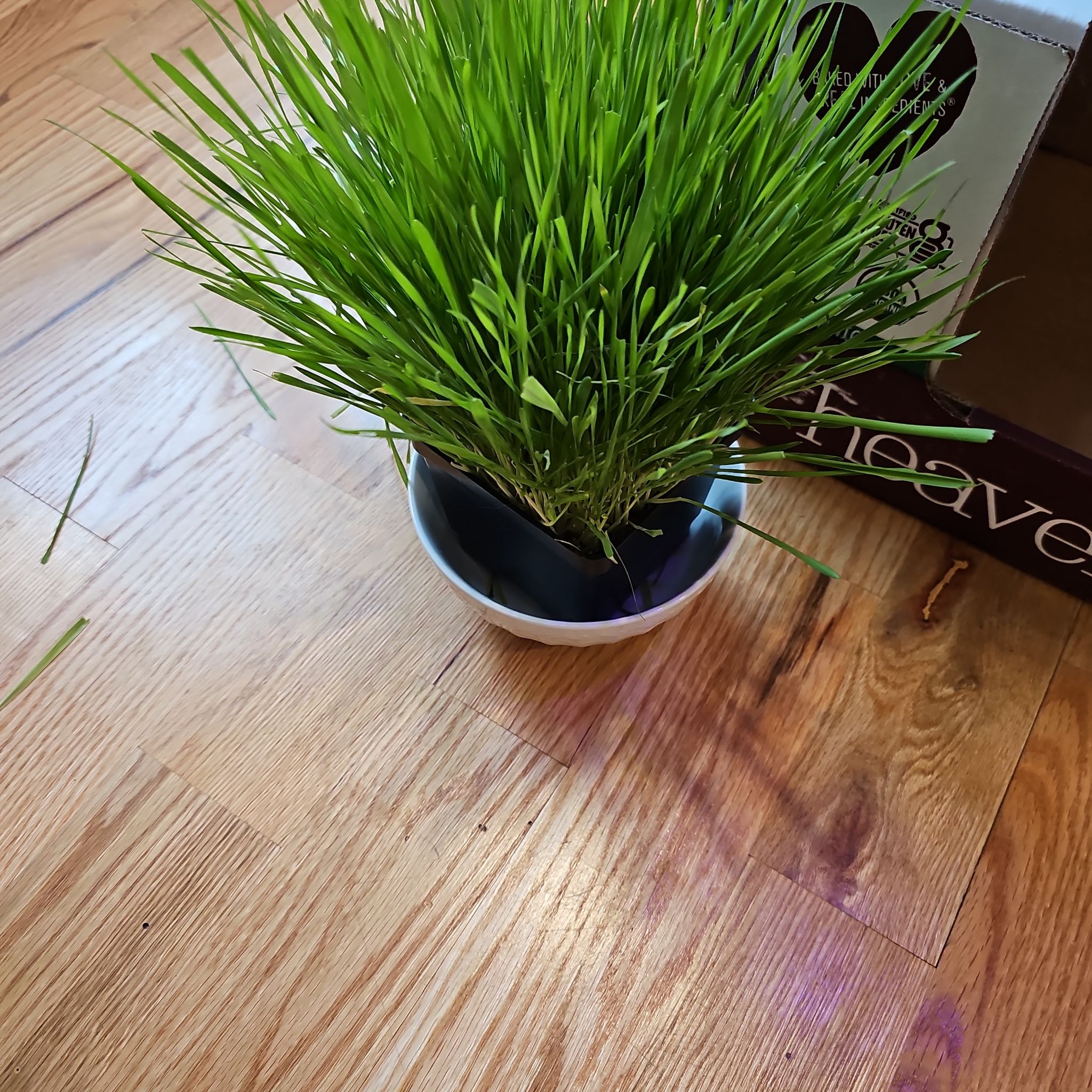 A healthy cat grass plant in a small pot on a wooden floor.