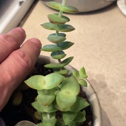 String of Buttons plant