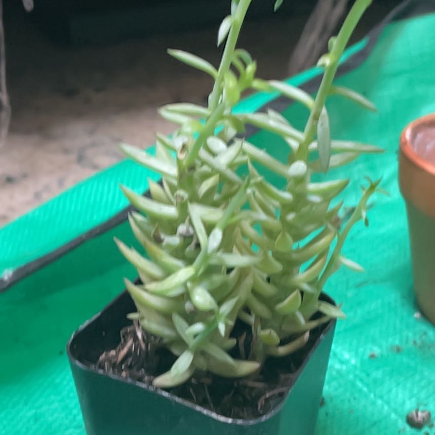 Photo of the plant species Sedum sediforme 'Turquoise Tails' by @EquippedTaro named Darwin on Greg, the plant care app