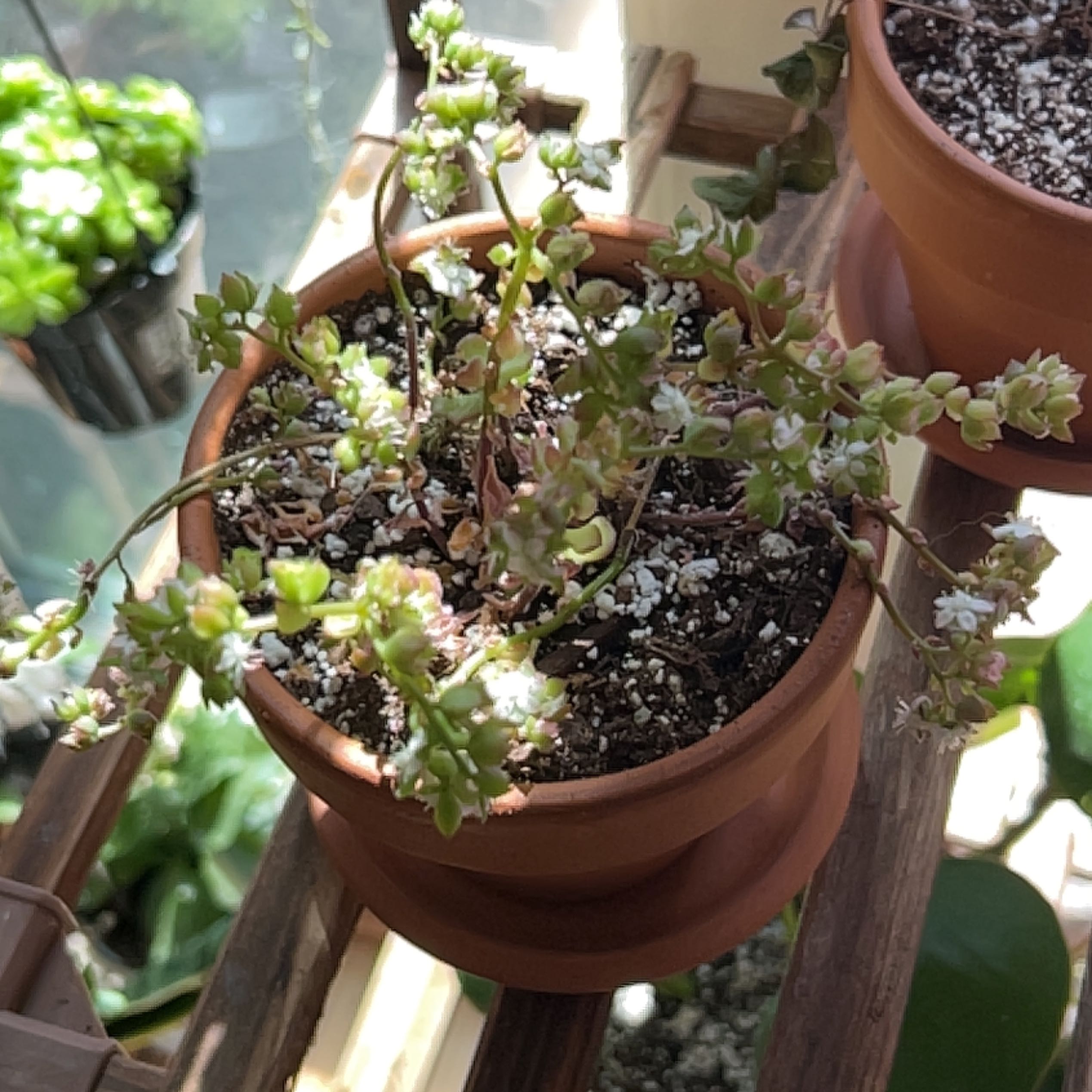 Photo of the plant species mirinae by @InvigoratedWeed named Keanu Leaves on Greg, the plant care app