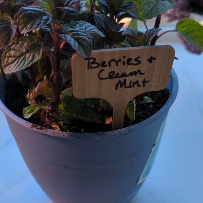 Photo of the plant species Berries and Cream Mint by @DeliciousKonjac named Girlfrond on Greg, the plant care app