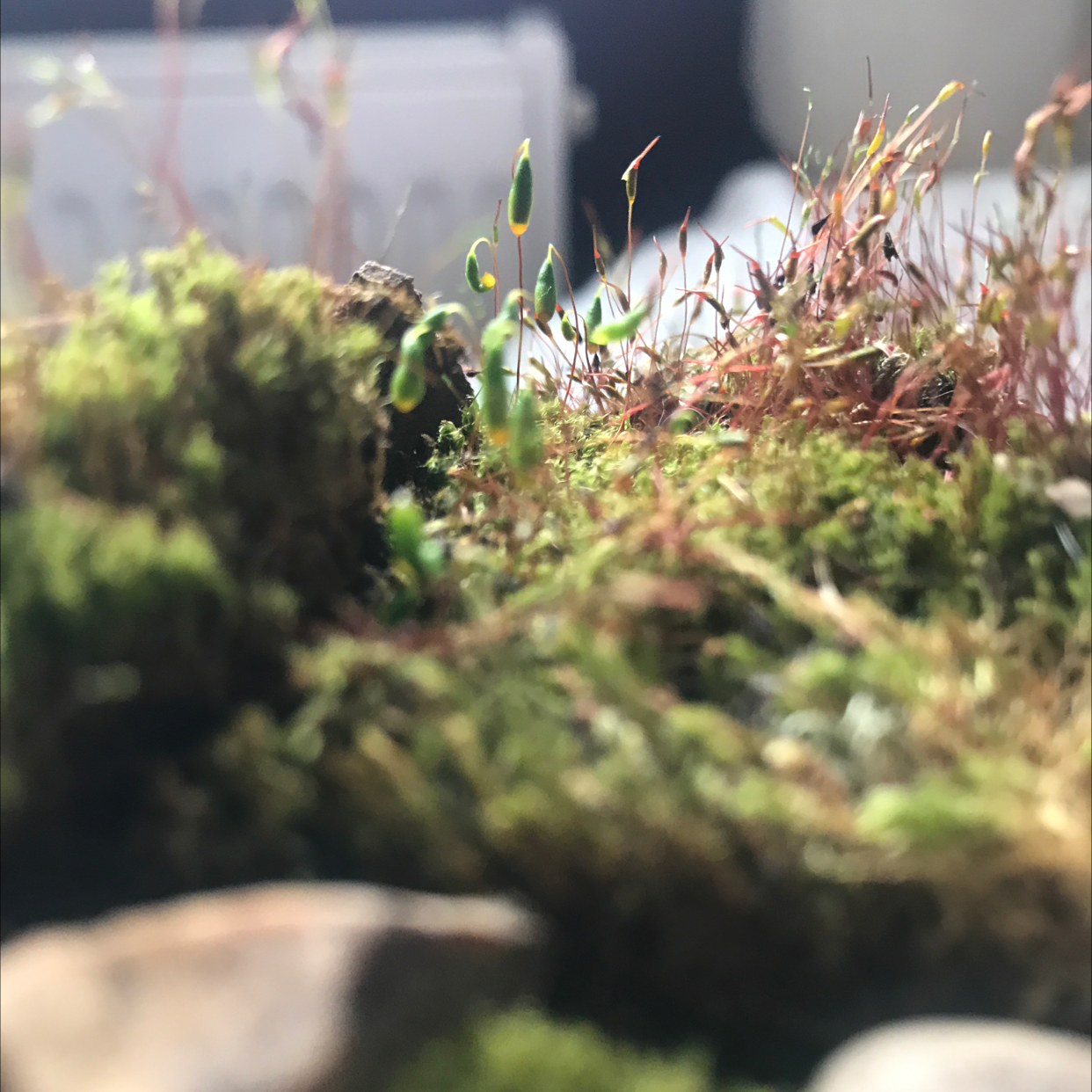 Plant care for Fan Moss on Greg, the plant care app