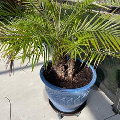 Pygmy Date Palm plant