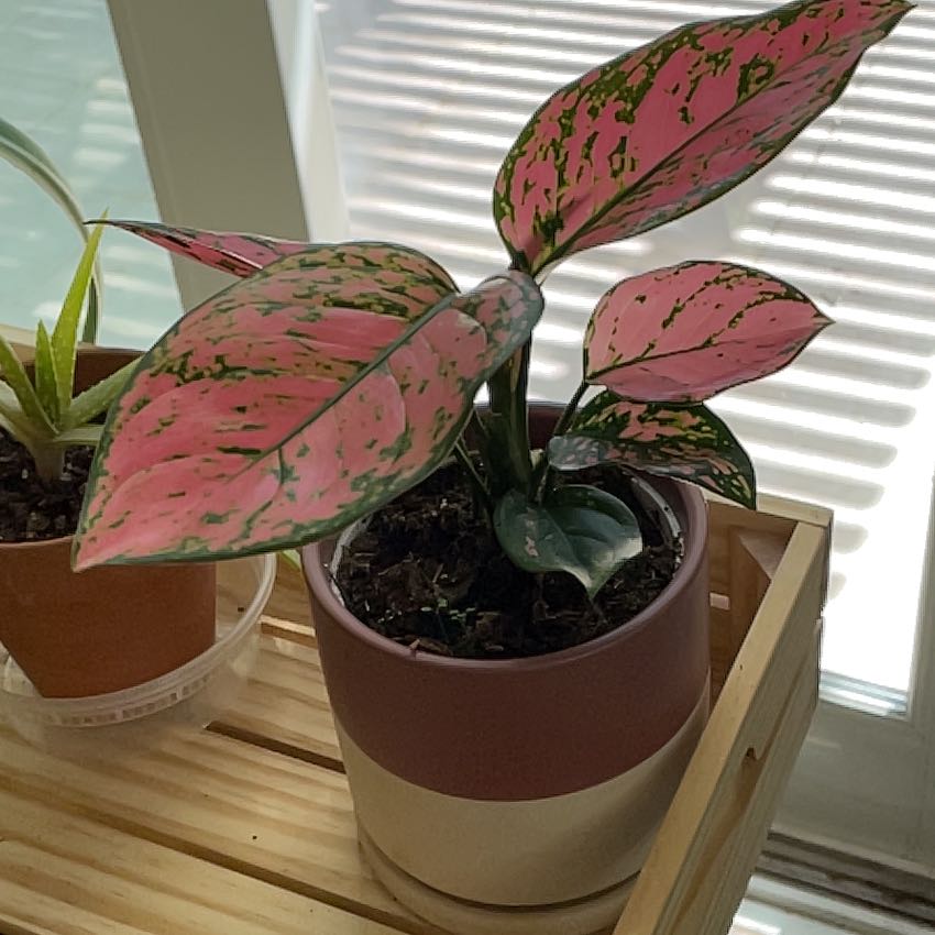 Chinese Evergreen Valentine plant with pink and green variegated leaves in a pot on a wooden surface.