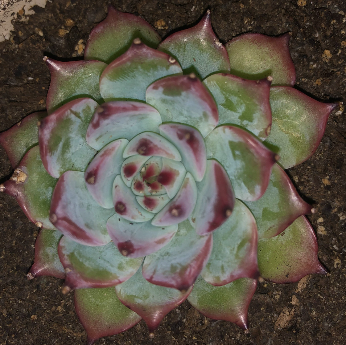 Echeveria 'Tippy' succulent with red-tipped leaves in a rosette shape, soil visible.