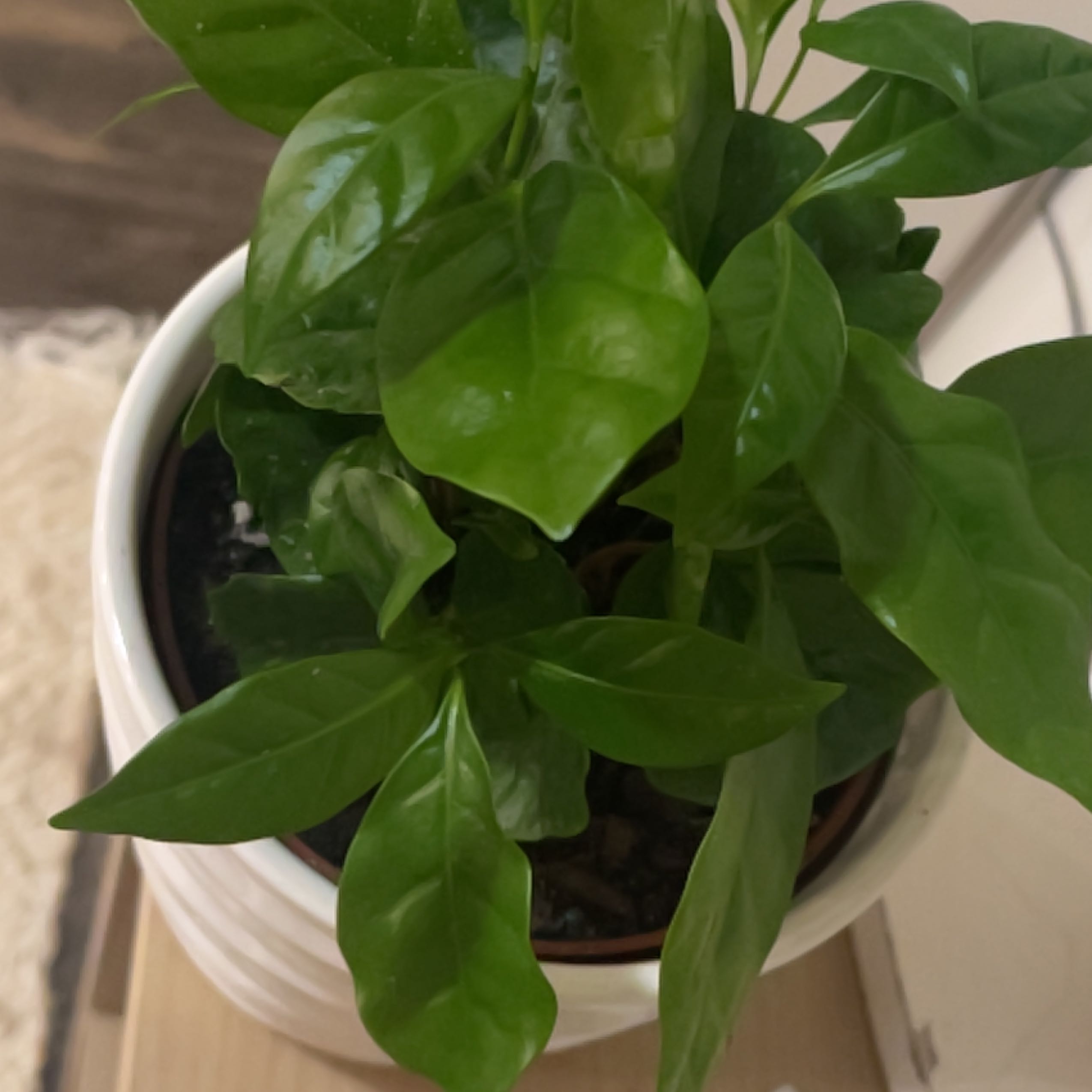 Photo of the plant species Ardisia Plant by @TrustyOregonash named Ronaldo on Greg, the plant care app