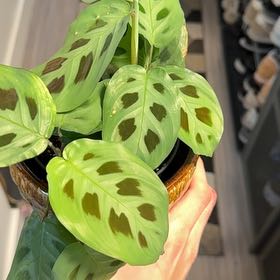 Photo of the plant species Rabbit Tracks by @GreenThumbGreg named Maranta - Diane on Greg, the plant care app