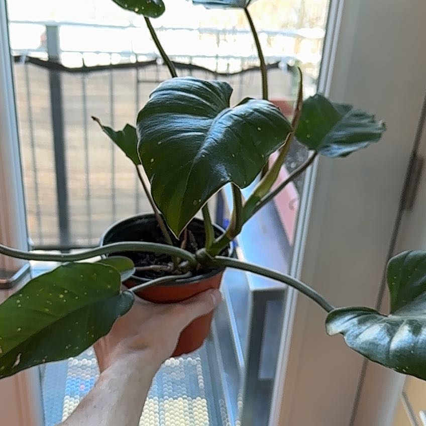 Tiger Tooth Philodendron plant with large, glossy green leaves in a pot held by a hand.
