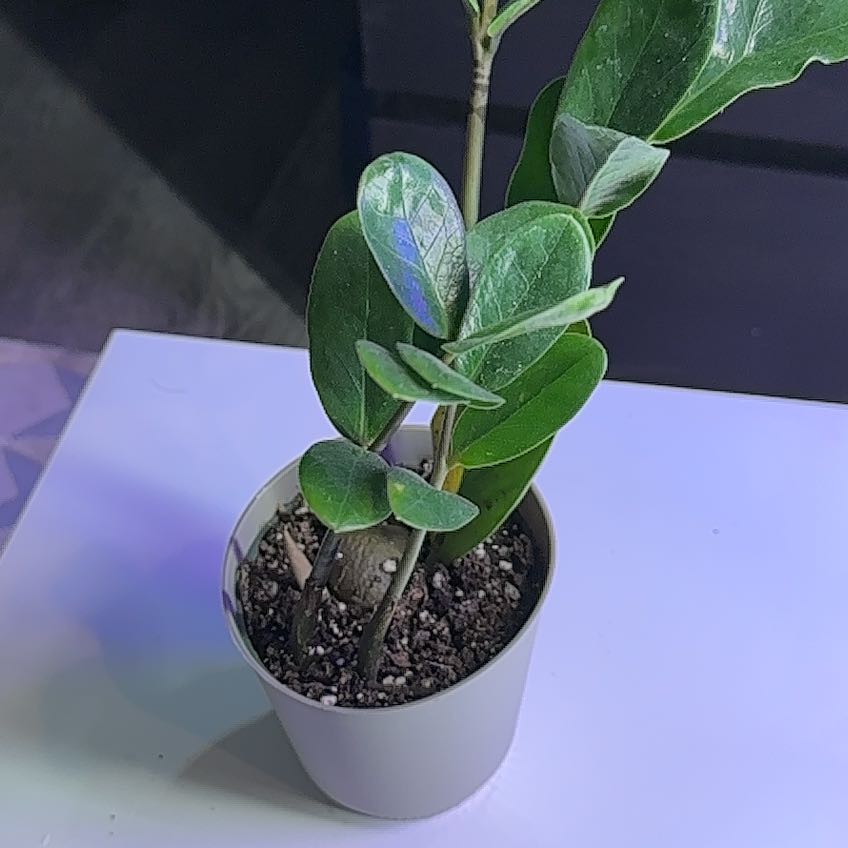 Photo of the plant species Lucky ZZ Plant by @GreenThumbGreg named Zamioculcas Zamiifolia - Lucky on Greg, the plant care app