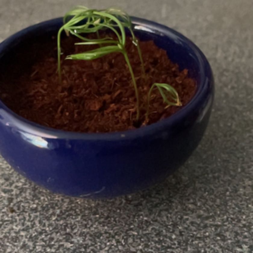 Photo of the plant species Bonsai Dawn Redwood by @SprightlyTipa named Demi on Greg, the plant care app