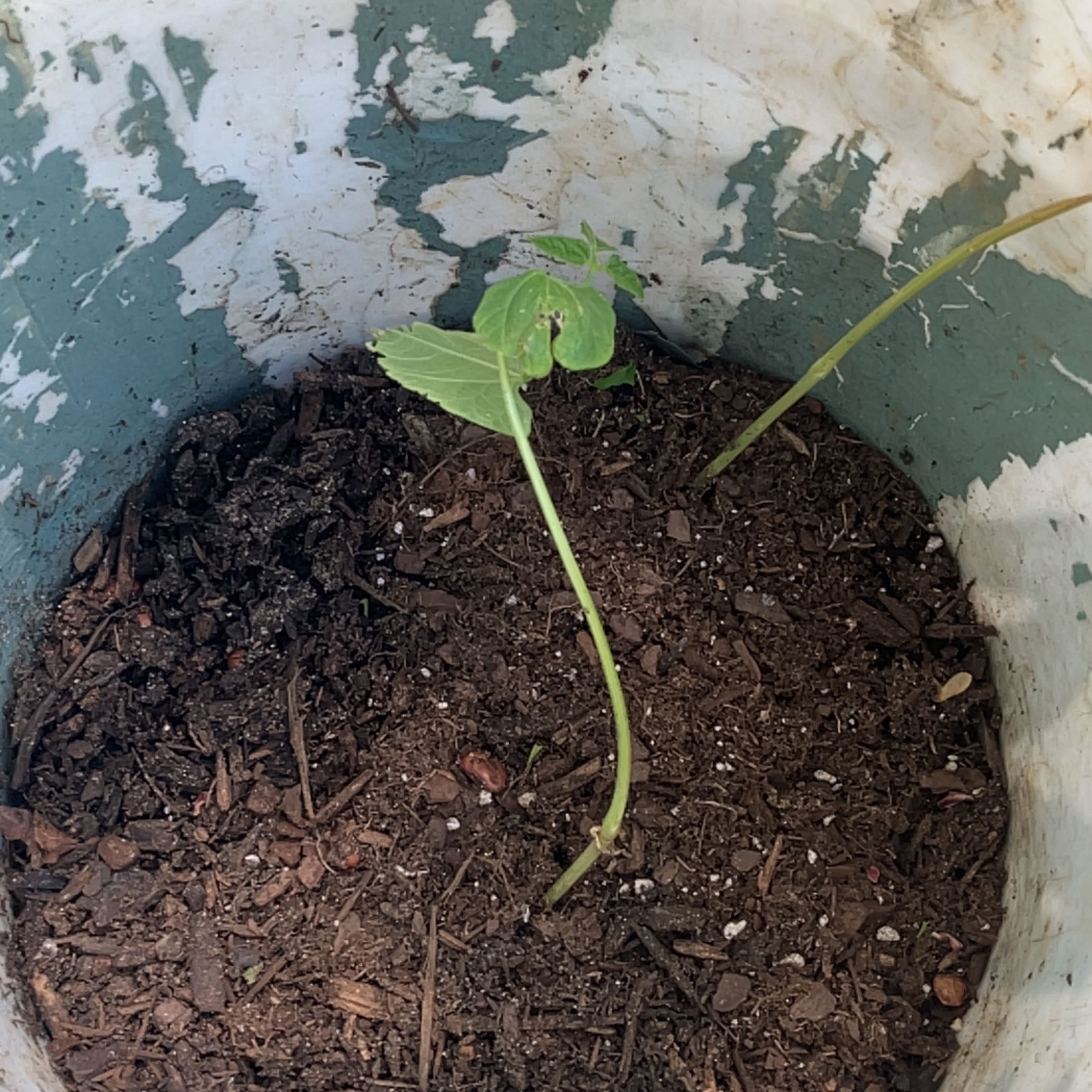 Young green bean plant in a pot with visible soil.